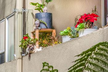 A variety of plants are displayed on a balcony at West Park Village, Los Angeles, 90025